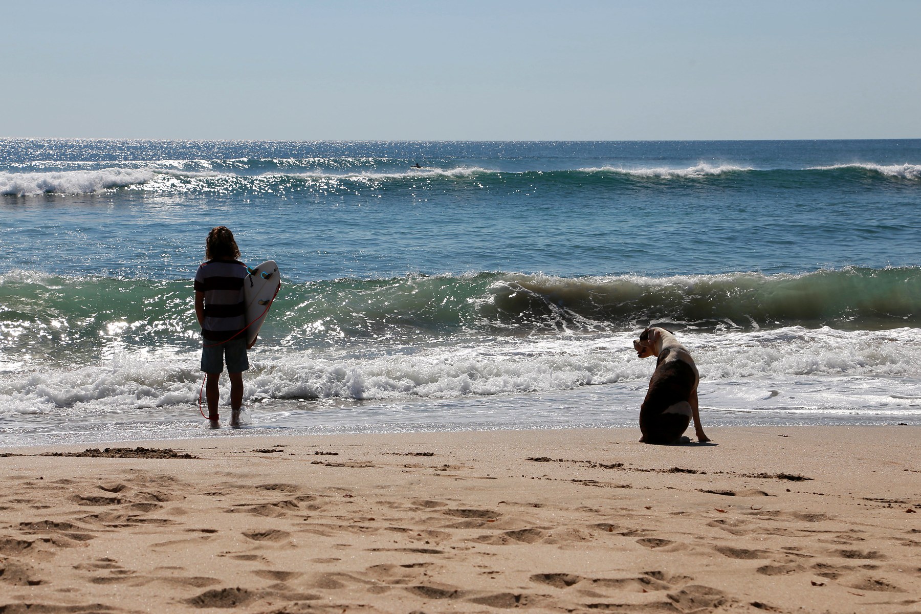 The surfer and its dog waiting for waves (15707733900).jpg